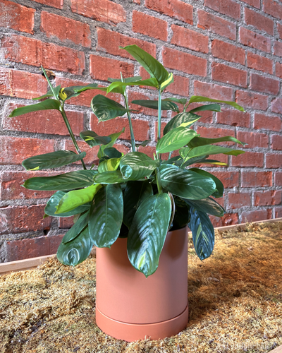 Ctenanthe lubbersiana