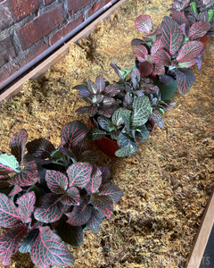 Fittonia || “Nerve Plant”