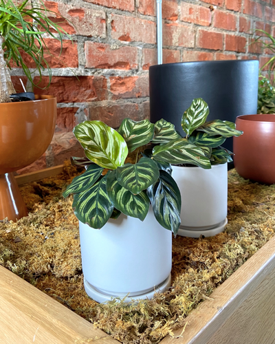 Calathea makoyana