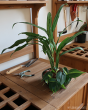 Load image into Gallery viewer, Wyldbnch Custom Arrangements // Low Bowl
