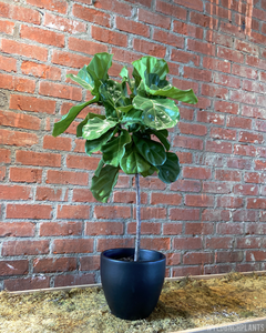 Ficus lyrata