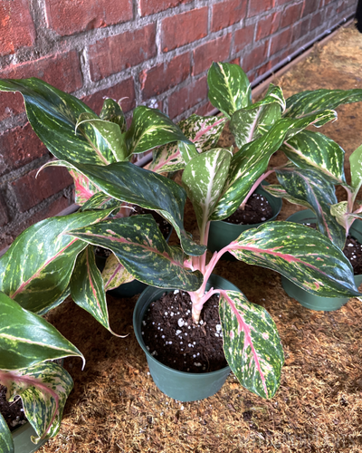 Aglaonema || “Etta Rose”