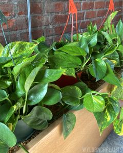 Epipremnum aureum || “Golden Pothos” // Hanging Basket