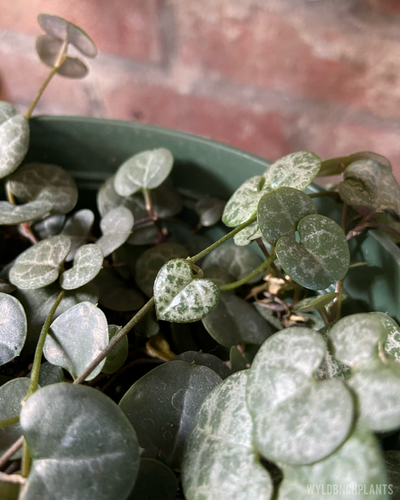 Ceropegia woodii // String of Hearts