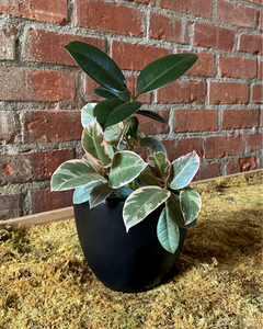 Ficus decora / tineke Combo