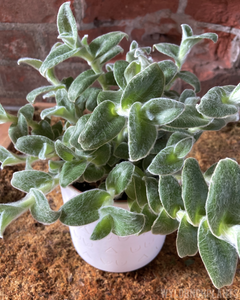 Tradescantia pallida || “White Fuzzy”