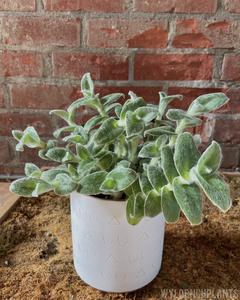Tradescantia pallida || “White Fuzzy”
