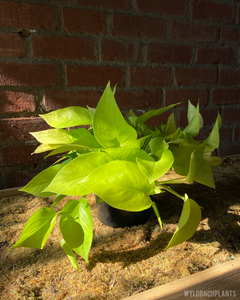 Epipremnum aureum || “Neon Pothos” // Hanging Basket