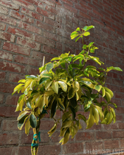 Load image into Gallery viewer, Schefflera arboricola “Dazzle”