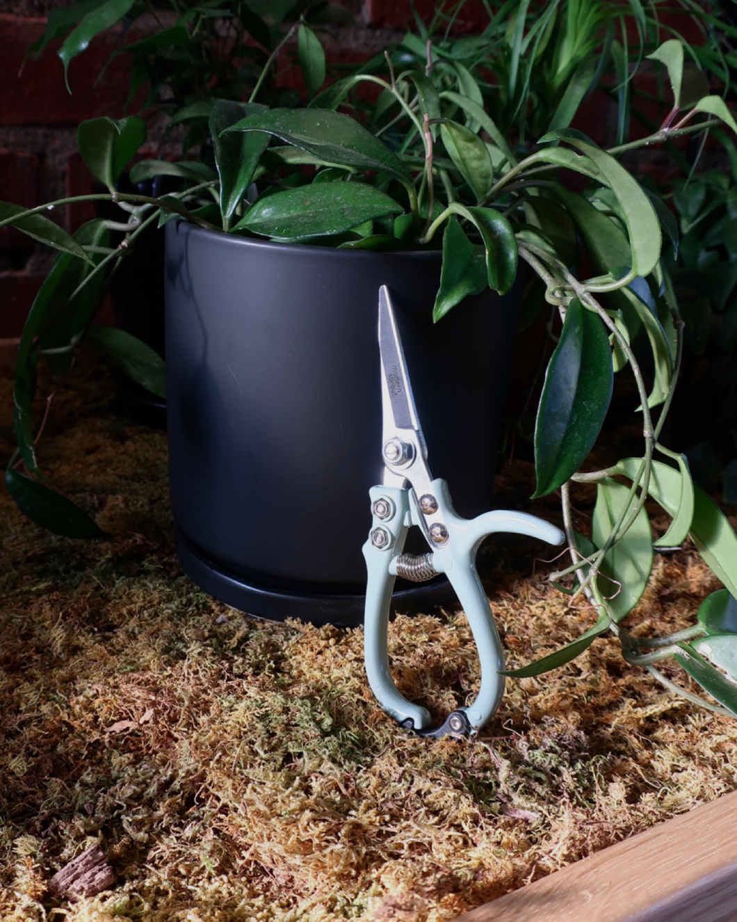 Modern Sprout Pruning Sheers