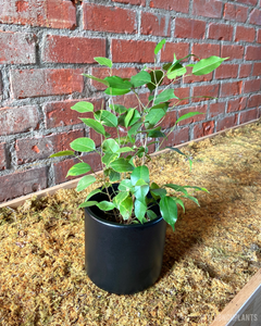 Ficus benjamina