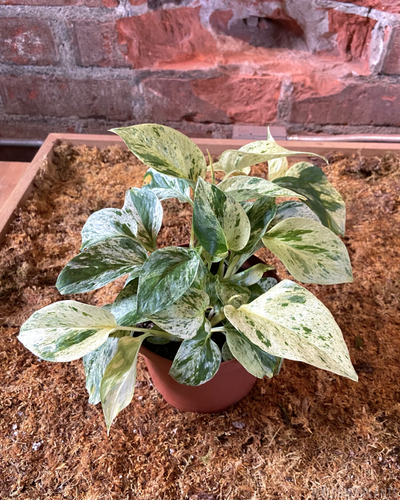 Epipremnum aureum || “Snow Queen Pothos” // Hanging Basket
