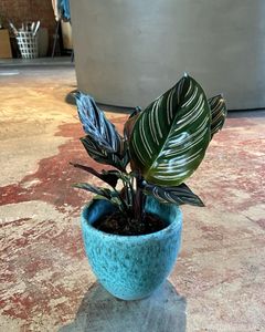 Calathea ornata