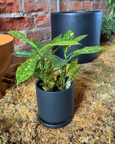 Croton ‘Gold Dust’