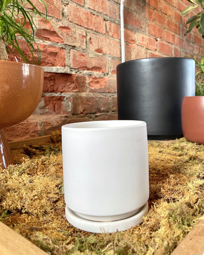 Cylinder Planter w/ Saucer Matte White 4”-6”