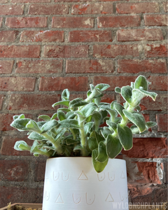 Tradescantia pallida || “White Fuzzy”
