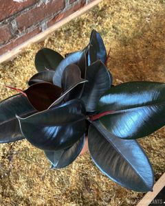 Ficus decora || Burgundy